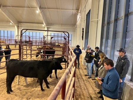 USDA-feeder-cattle-grading-24